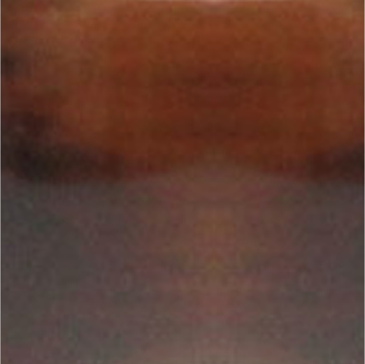 Medium Tortoiseshell Image